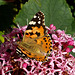 Painted Lady on Clerodendrum bungei