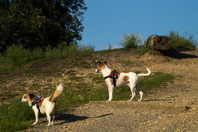 Jack Russell Terrier Rico und Clifford