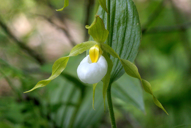 Mountain Lady's Slipper