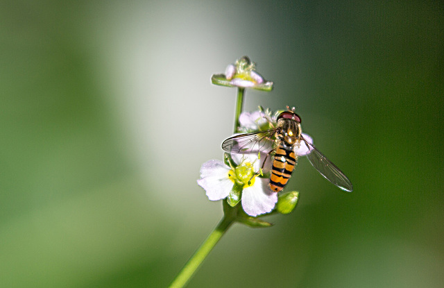 20150726 8426VRAw [D~RI] Hainschwebfliege [Winterschwebfliege], Rinteln