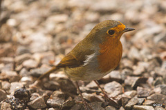 Young Robin