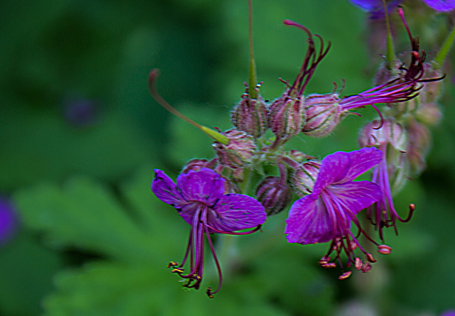 20200527 3943VRAw [D~LIP] Balkan Storchschnabel (Geranium macrorrhizum), UWZ, Bad Salzuflen