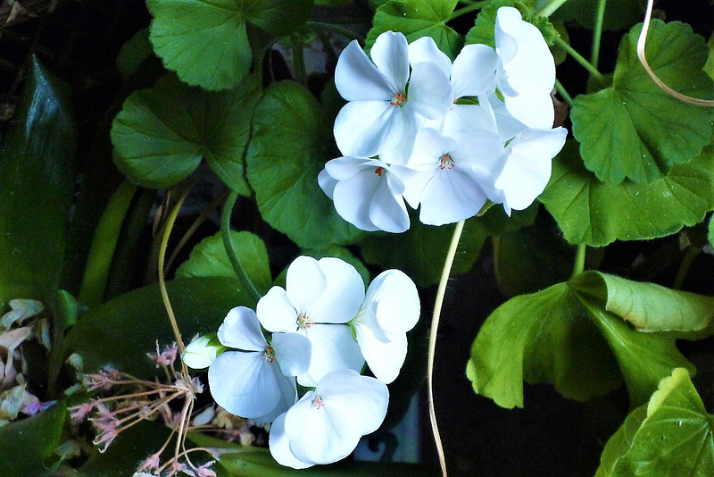 The white geraniums are going a different direction