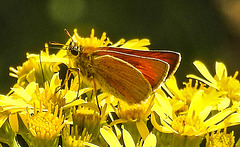 20230713 1780CPw [D~LIP] Jakobs-Greiskraut, Braunkolbiger oder Ockergelber Braun-Dickkopffalter (Thymelicus sylvestris), Bad Salzuflen