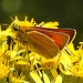 20230713 1780CPw [D~LIP] Jakobs-Greiskraut, Braunkolbiger oder Ockergelber Braun-Dickkopffalter (Thymelicus sylvestris), Bad Salzuflen