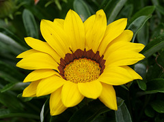 Gazania