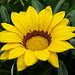 Gazania