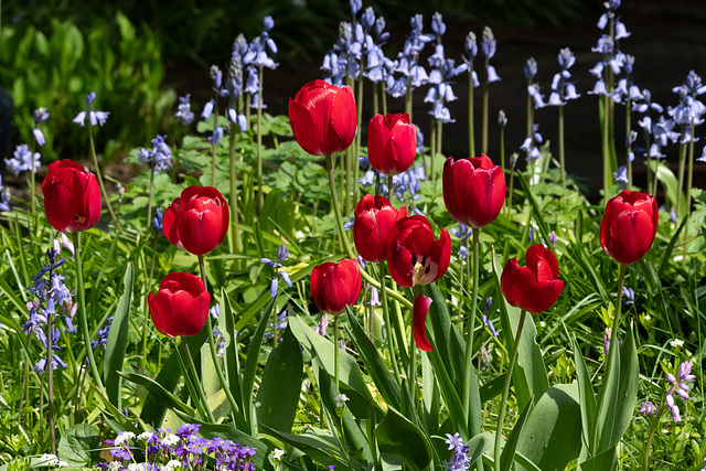 Köln - Gartenimpressionen