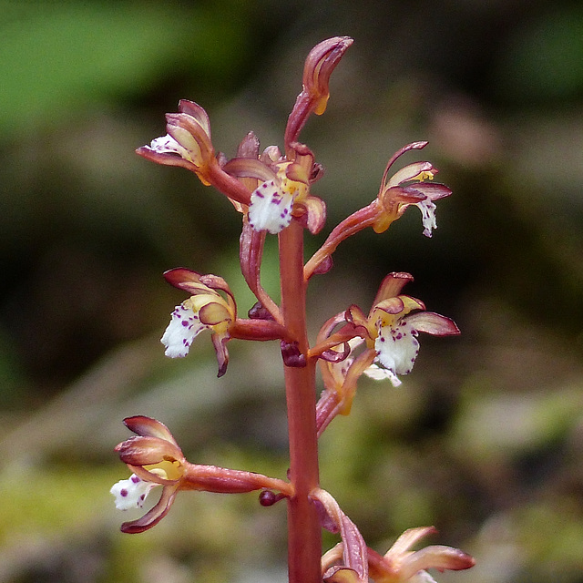 Spotted Coralroot / Corallorhiza maculata