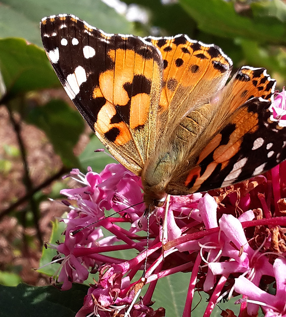 Painted Lady on Clerodendrum bungei