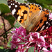 Painted Lady on Clerodendrum bungei