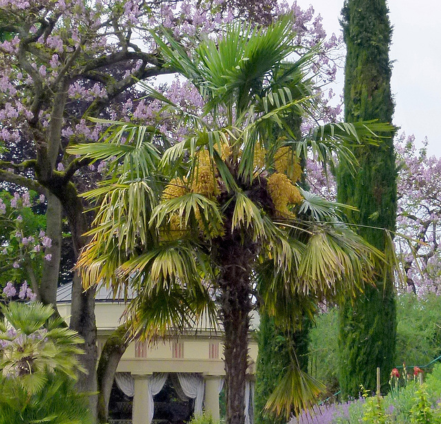 Palmenblüten