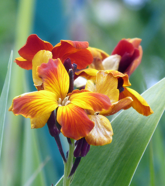 Frühlingsblume