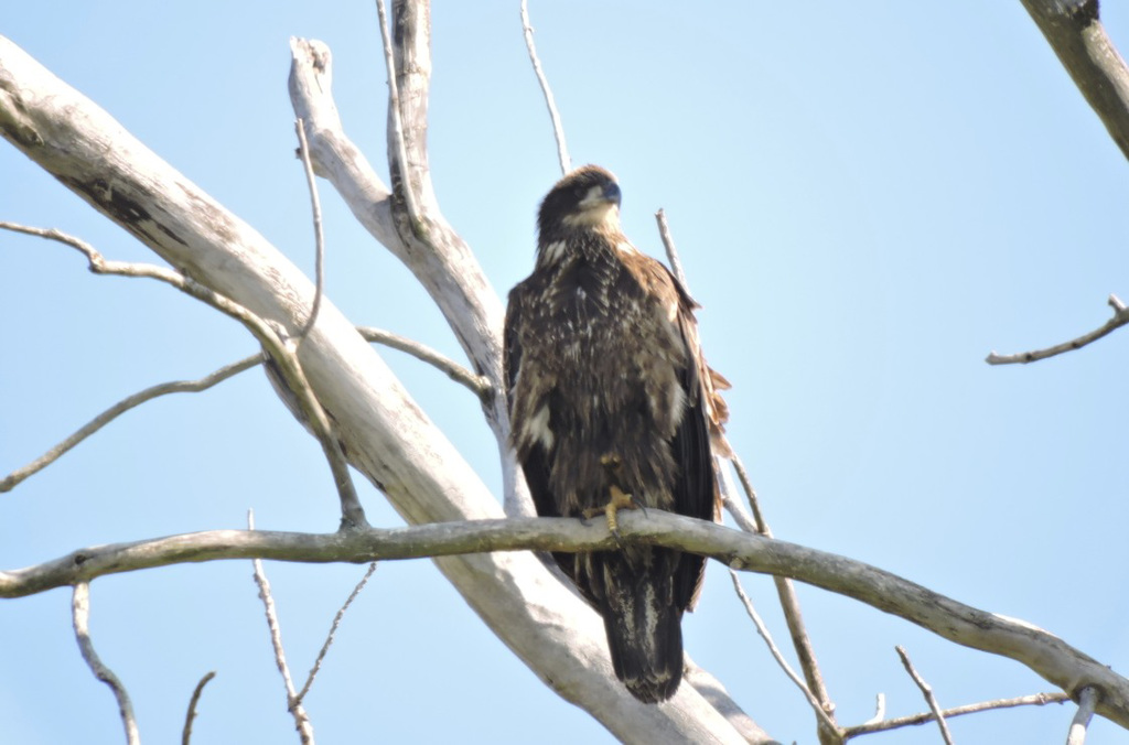 Juvenile Bald Eagle