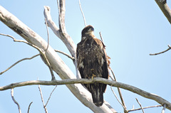 Juvenile Bald Eagle