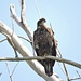 Juvenile Bald Eagle