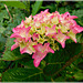 Hortensia au jardin