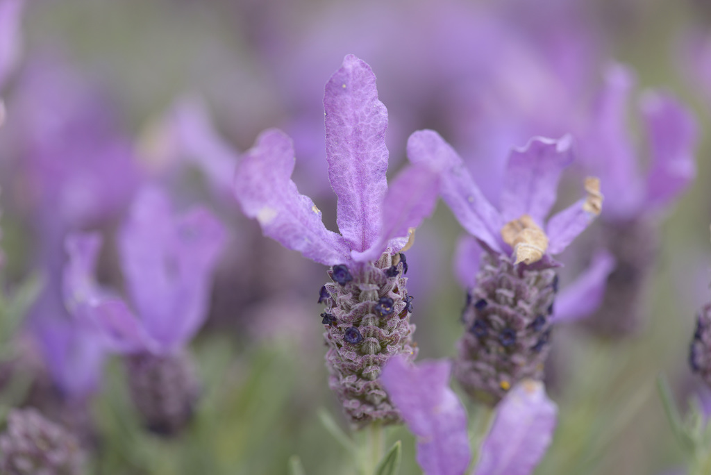 Lavandula pedunculata, Lamiales