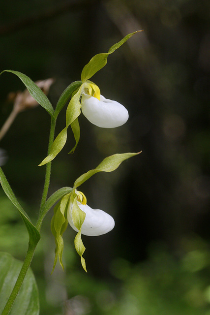 Mountain Lady's Slipper