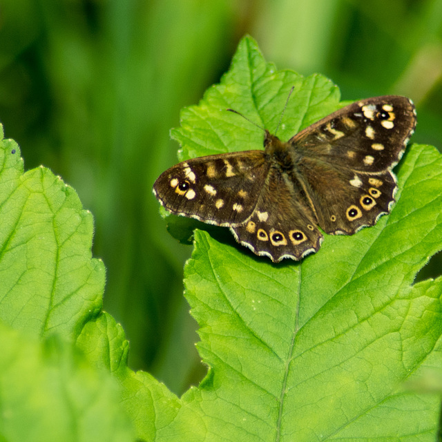 Speckled wood