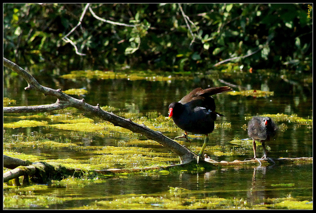 Poules d'eau