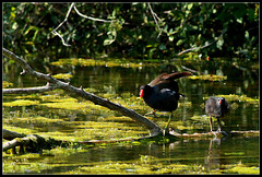 Poules d'eau