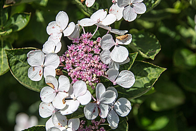 20150726 8428VRAw [D~RI] Hortensie, Rinteln