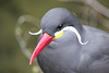 Larosterna inca = sterne inca, Parc des Oiseaux (Villars-les-Dombes, France)