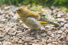 Youngster