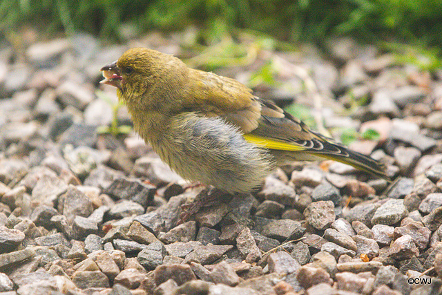 Youngster