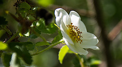 20200527 3948VRAw [D~LIP] Bibernell-Rose (Rosa spinosissima), UWZ, Bad Salzuflen