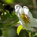 20200527 3948VRAw [D~LIP] Bibernell-Rose (Rosa spinosissima), UWZ, Bad Salzuflen