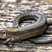 Waldeidechse (Zootoca vivipara, Syn.: Lacerta vivipara)