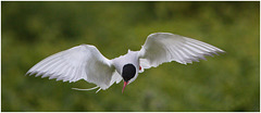 EF7A4683 Arctic Tern