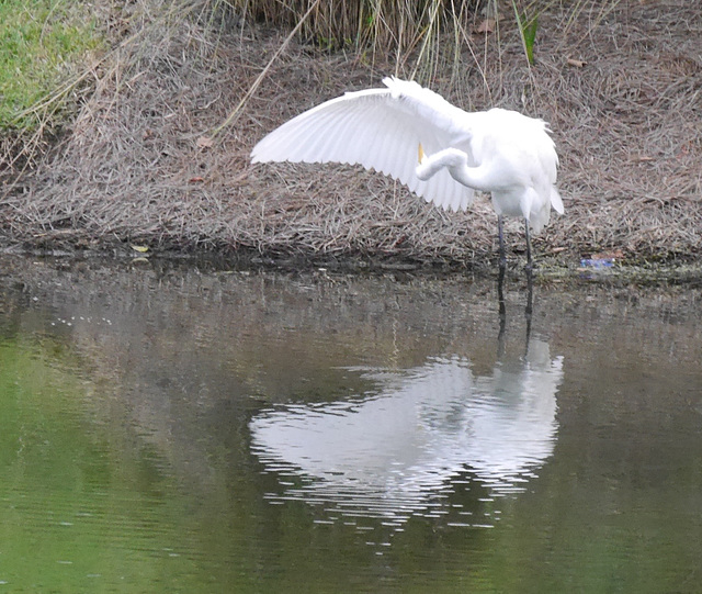 Preening