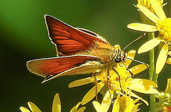 20230713 1781CPw [D~LIP] Jakobs-Greiskraut, Braunkolbiger oder Ockergelber Braun-Dickkopffalter (Thymelicus sylvestris), Bad Salzuflen