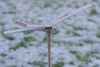 Libelle im Wintergarten