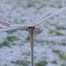 Libelle im Wintergarten