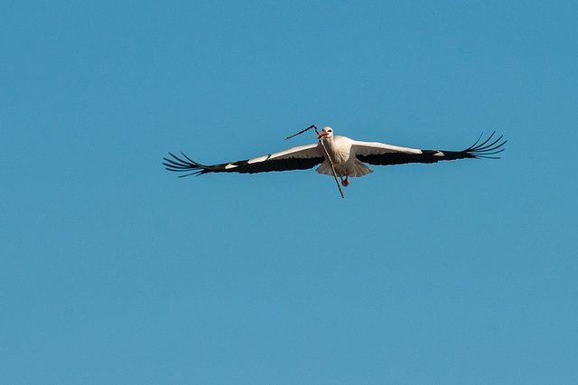 Weiss-Storch - 2015-02-26-_DSC6682