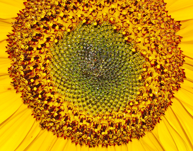 Sunflowers at the Byker City Farm