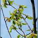 New Leaves in Flight (color)