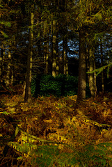 Bracken dying away