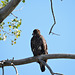 Juvenile Bald Eagle