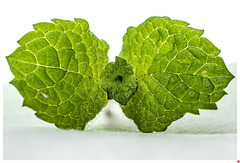 Das noch grüne Laub der Zitronenmelisse (1xPiP) Das noch grüne Laub der Zitronenmelisse (1xPiP)