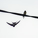 Swallow feeding young