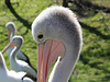 Pélican à lunettes = Pelecanus conspicillatus, Parc des Oiseaux (Villars-les-Dombes, Ain, France)