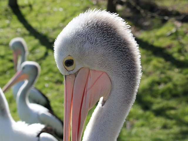 Pélican à lunettes = Pelecanus conspicillatus, Parc des Oiseaux (Villars-les-Dombes, Ain, France)