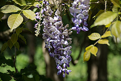 20200527 3951VRAw [D~LIP] Blauregen (Wisteria sinensis), UWZ, Bad Salzuflen