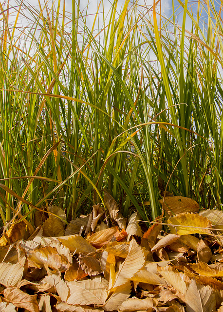 Leaves and Grass