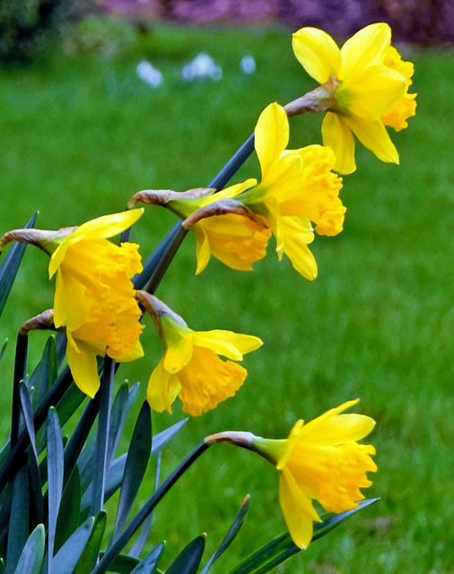 Daffodils